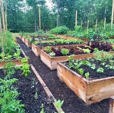 Container Gardening: The Complete Guide for Beginners 5 Raised Bed Containers And Elevated