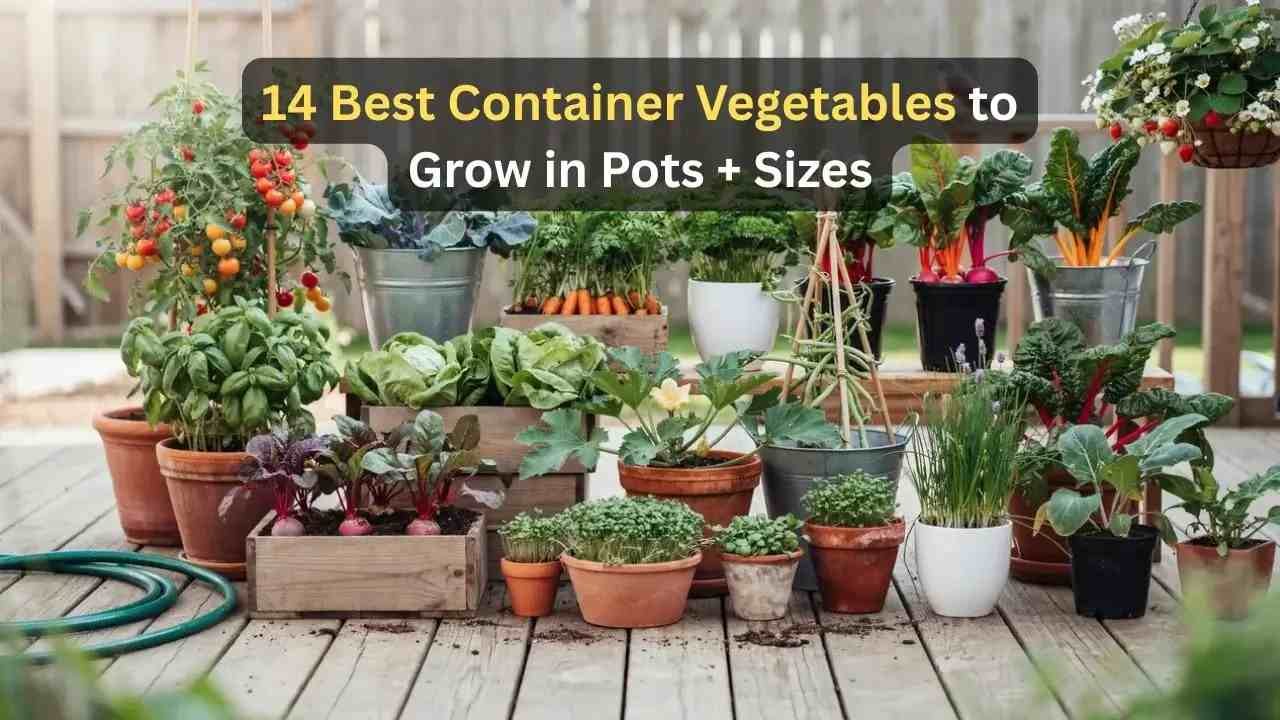 Best container vegetables to grow in pots