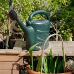 Container garden with several potted plants and a watering can on a patio