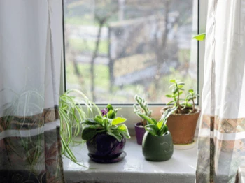 Fresh herbs growing indoors in pots