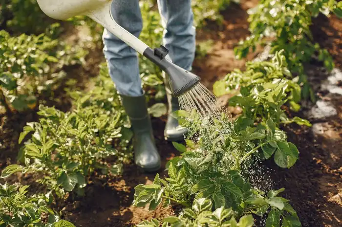 Small-Space Gardening Made Simple | Pot & Patch 26 Gardener tending a small home garden