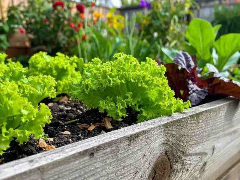 Raised bed gardening