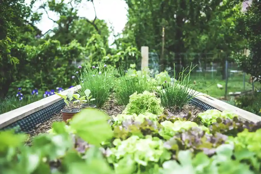 Small-space vegetable garden with containers and fresh plants