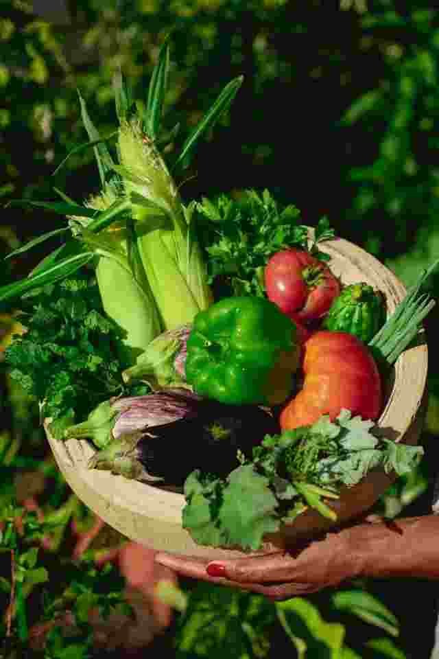 Small-Space Gardening Made Simple | Pot & Patch 10 Vegetables growing in pots