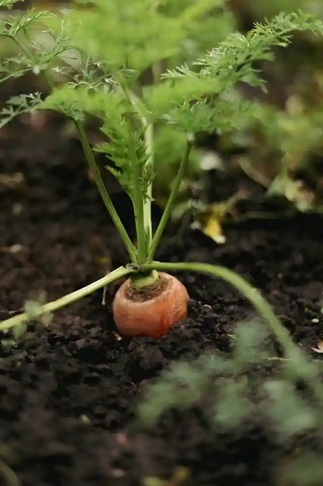 Small vegetable garden