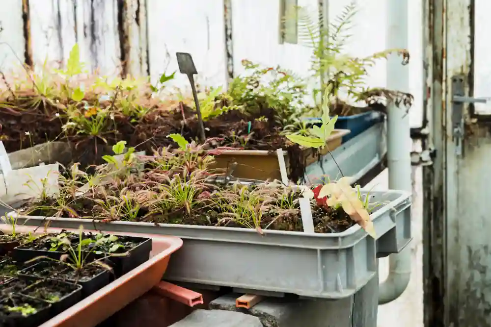Start Small-Space Gardening | Beginner Guide | Pot & Patch 6 Vegetables growing in containers and pots