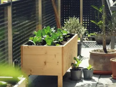 Start Small-Space Gardening | Beginner Guide | Pot & Patch 2 Small balcony garden with plants in containers