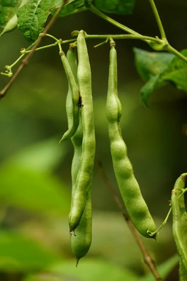 Beans