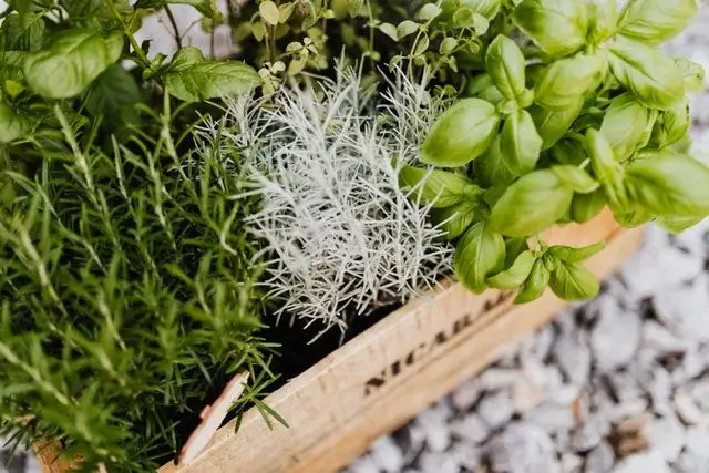 Fresh herbs