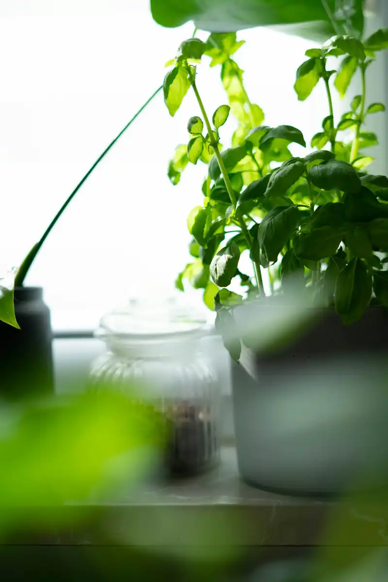 Small-Space Gardening Made Simple | Pot & Patch 7 Indoor herb garden