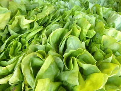 Fresh green lettuce