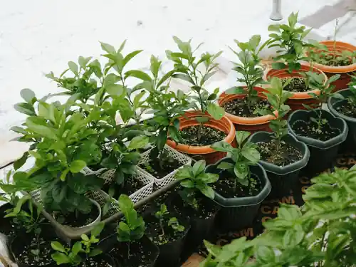 Start Small-Space Gardening | Beginner Guide | Pot & Patch 11 Fresh herbs growing in pots