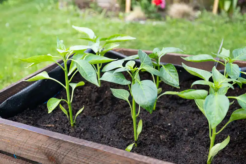 Raised bed vegetable garden