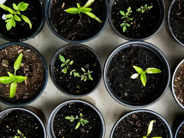 Small-Space Gardening Made Simple | Pot & Patch 2 Balcony garden