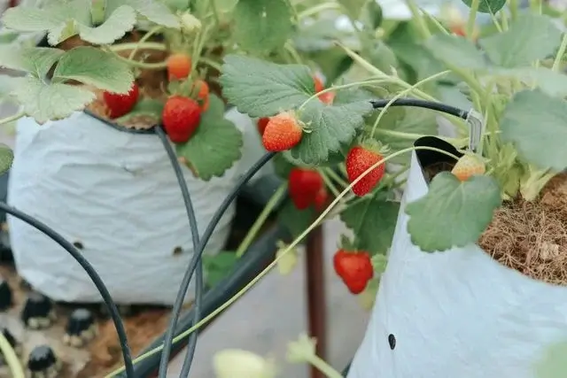 Strawberries