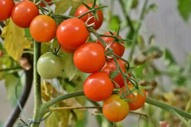 Small-Space Gardening Made Simple | Pot & Patch 12 Tomatoes