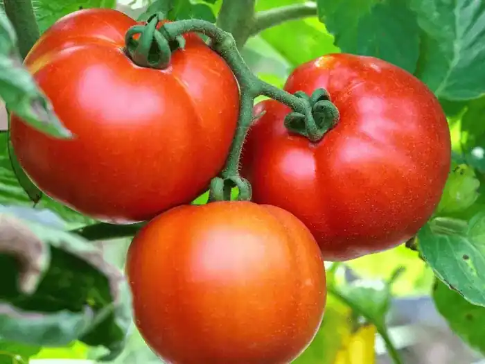 Start Small-Space Gardening | Beginner Guide | Pot & Patch 8 Fresh red tomatoes