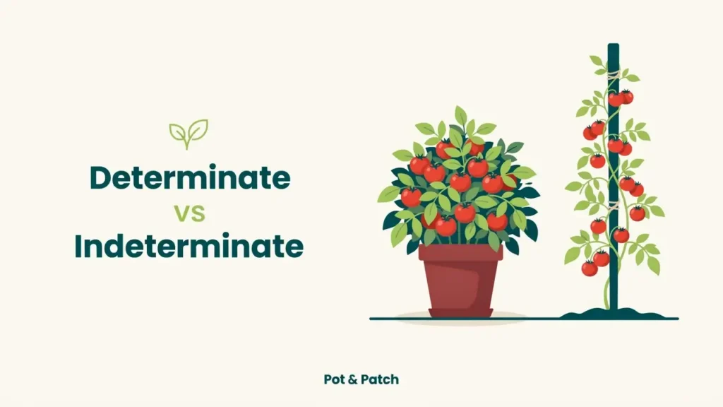 Determinate vs Indeterminate Tomatoes: What's the Difference? 14 Short bushy determinate tomato plant beside a tall vining indeterminate tomato plant