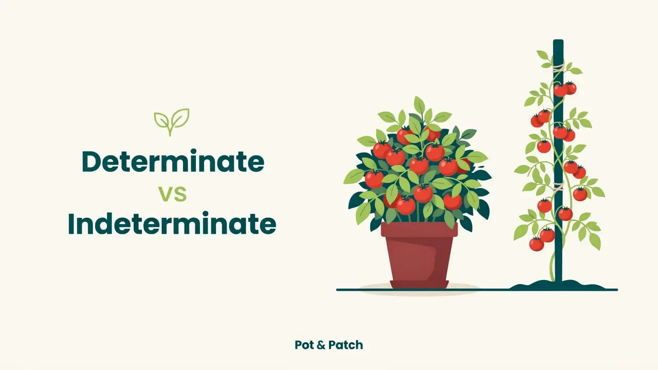 Short bushy determinate tomato plant beside a tall vining indeterminate tomato plant
