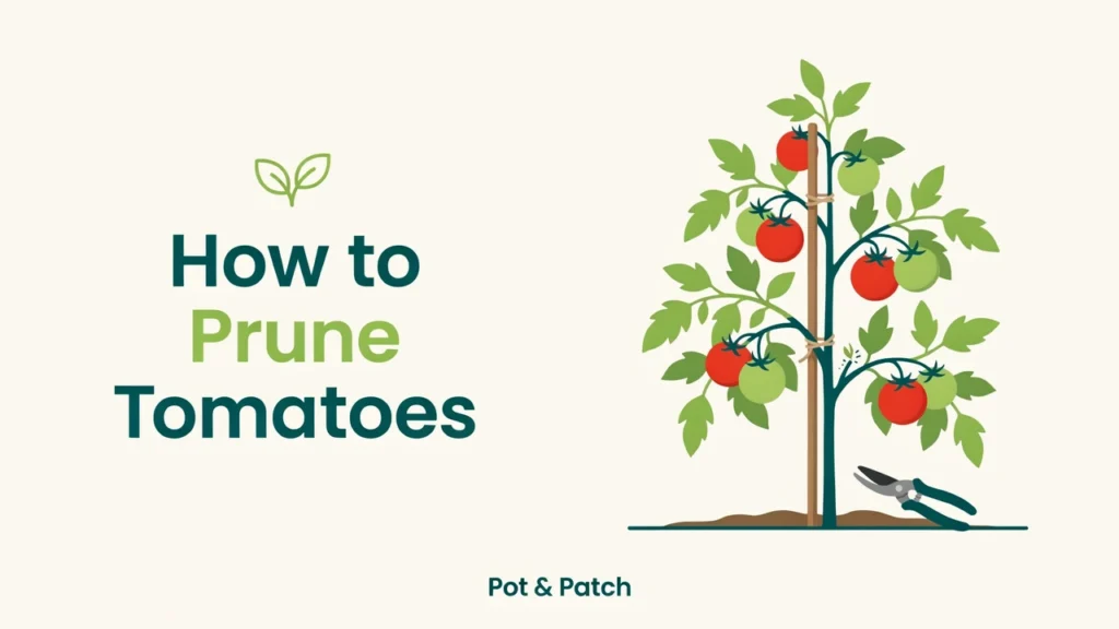 How to Prune Tomato Plants (Suckers, Leaves & More) 13 Tomato plant being pruned, with a sucker removed between the stem and a branch