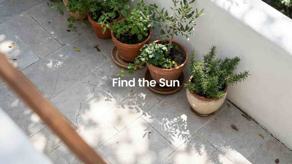 How to Grow Patio Tomatoes: Heat, Water & Varieties 2 Sunlight and wall shade falling across container plants on a patio