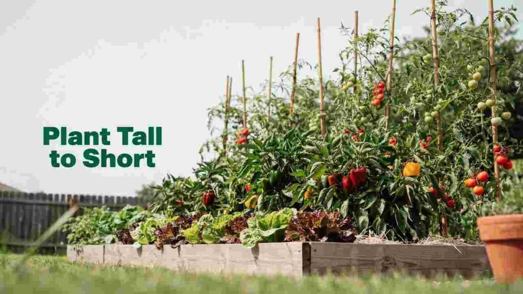 Raised Bed Garden Layout Ideas: 10 Plans + Tips 5 Tall tomatoes at the back of a bed with low greens in front