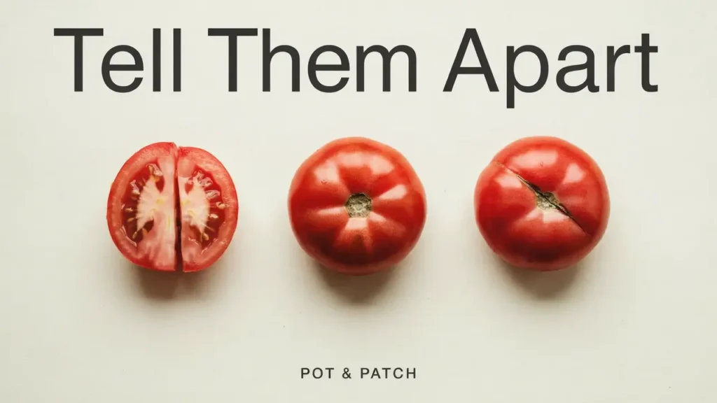 Three tomatoes showing a split, blossom end rot, and a zippering scar