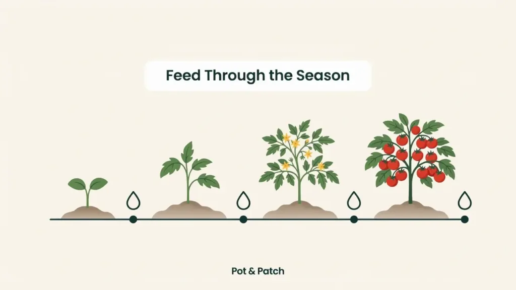 Best Fertilizer for Tomatoes in Containers (+ Feeding Schedule) 5 Timeline of a tomato plant from planting to harvest with feeding points marked