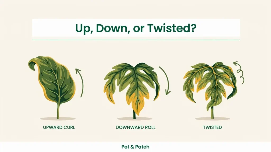 Tomato Leaves Curling? Causes, Fixes, and What to Check 3 Three tomato leaves showing upward curl, downward roll, and twisted distorted growth