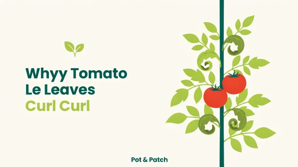 Tomato Leaves Curling? Causes, Fixes, and What to Check 6 Tomato plant with curled and rolled leaves among healthy green foliage