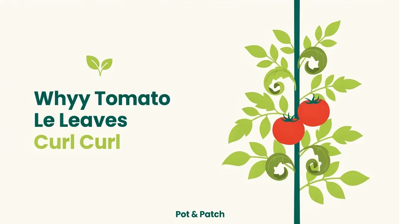 Tomato plant with curled and rolled leaves among healthy green foliage