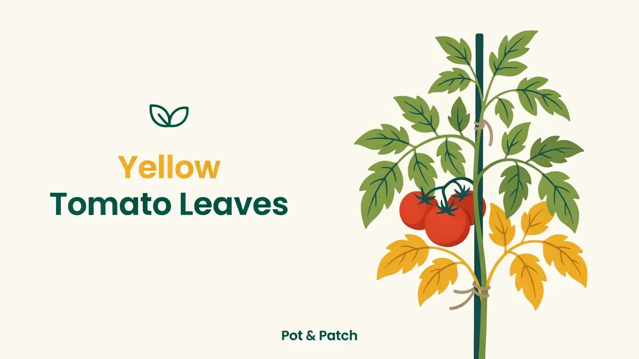 Tomato plant with several yellowing leaves among healthy green foliage